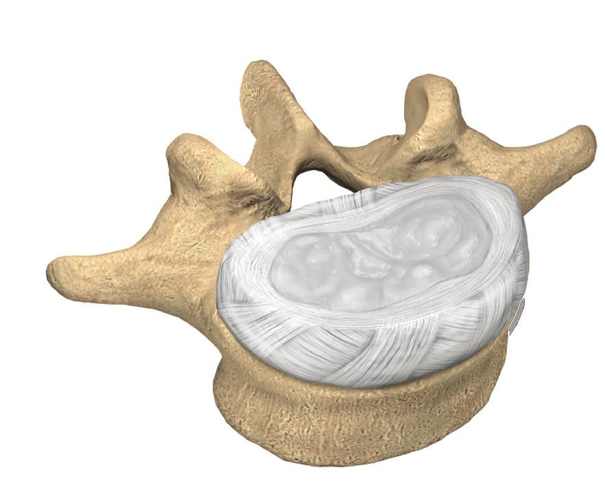 Vertebrae are connected by several joints, which allow you to bend, twist, and carry loads.