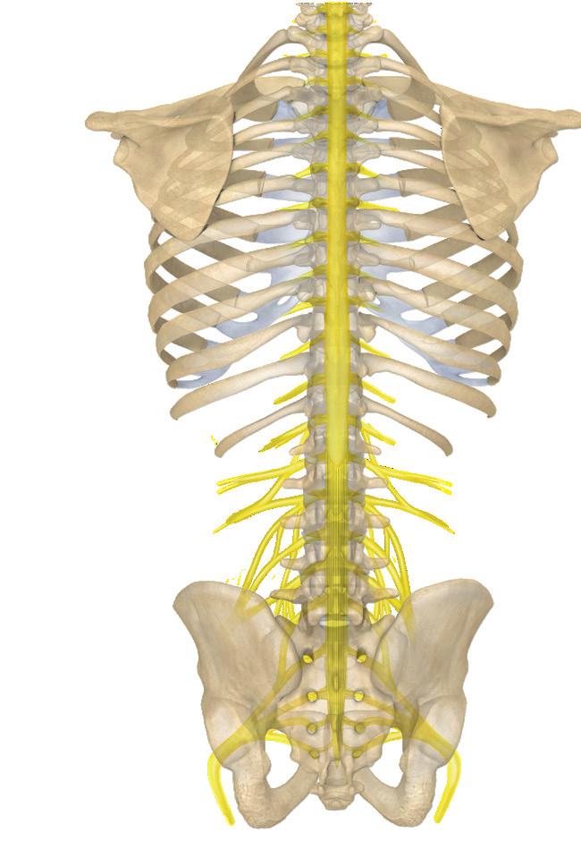 About the spinal cord Each vertebra has an opening (vertebral foramen)