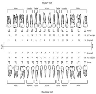 Universal Numbering System Adult Teeth used by military and civilian.