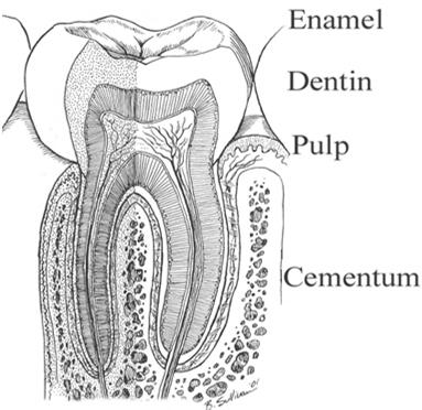 and extract hopeless teeth You must have a working knowledge of dental anatomy to