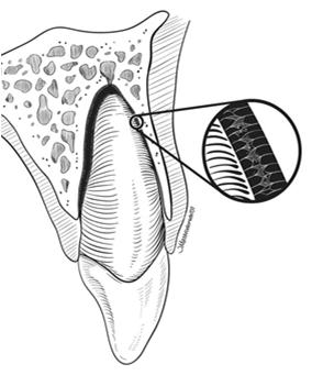 Periodontal Ligament (PDL) Connects the tooth to the bone