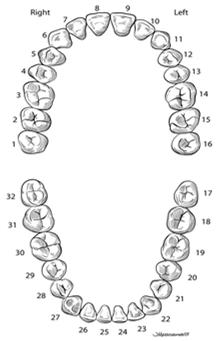 Lateral Incisors, Cuspids Upper (Maxillary) and lower (Mandibular) Slide 23 Posterior Teeth Posterior of