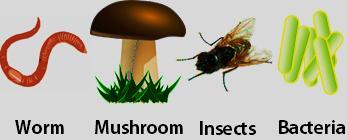 3. Decomposers (detritivores) They break down dead plant and animal material and wastes and release it again as energy & nutrients into the ecosystem for recycling.