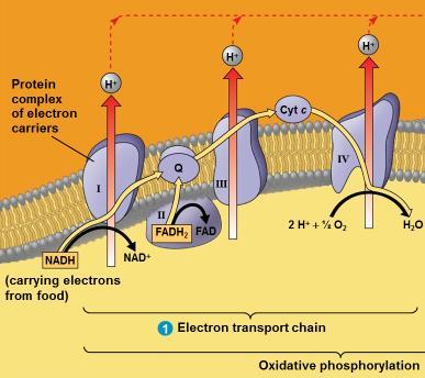 The passage of electrons to the final acceptor generates a proton gradient across the inner mitochondrial
