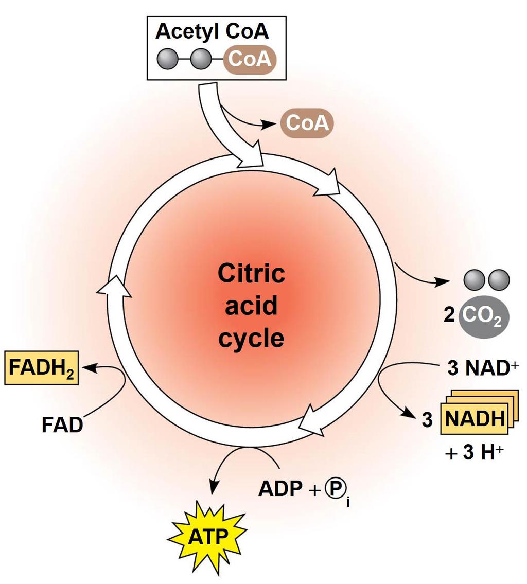 In the Krebs (Citric Acid) cycle: Carbon dioxide is released from organic intermediates ATP is