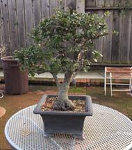 We ve renamed our Pre-Meeting Session to Bonsai Q&A which this month will feature Bob Bugay showing us how to choose the right pot