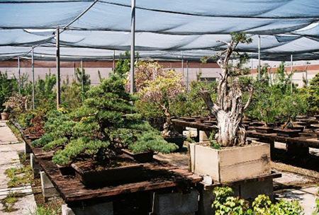 We are saddened to announce a recent theft at Maruyama s Nursery around