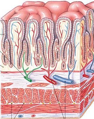 mucosa Muscularis