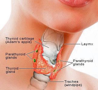Superficial Structures Evaluation of thyroid, breast and male pelvis Sonography is used to detect pathologies, guide biopsies and assist in the operating room.