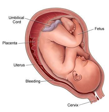Obstetrics Sonography routinely evaluates a fetus from head to toe Sonographers must have an comprehensive understanding of a complete human to detect pathologies and assist with procedures.