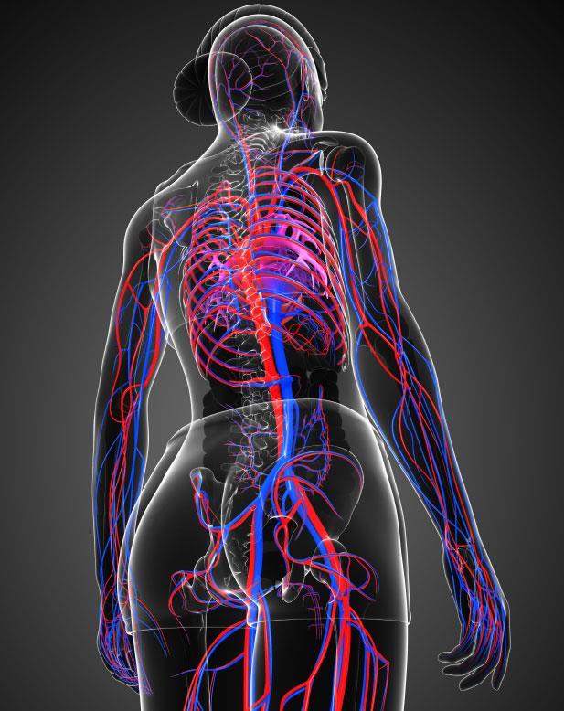 Vascular We image every blood vessel in the body A comprehensive understanding of hemodynamics and how all the