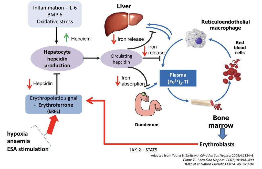 Role of Hepcidin