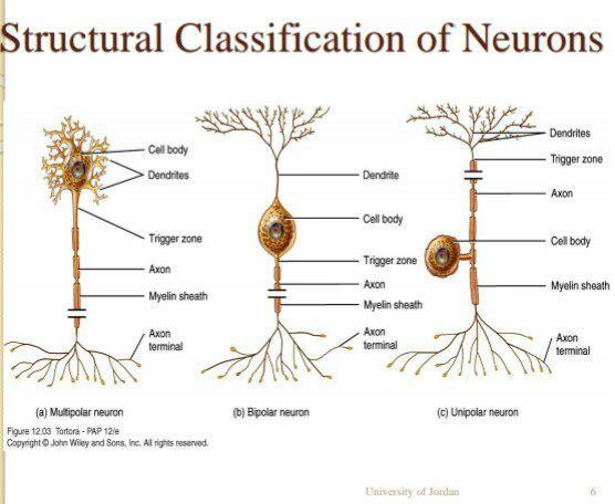 *classification according to morphology: 1- Sensory neuron (afferent): impulses from outside (skin, muscle, receptor) to the spinal cord.