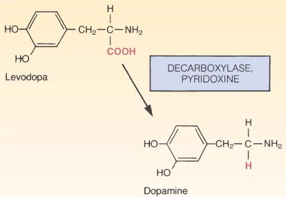 Dopamine Restoration in the Brain Need to restore dopamine in the brain Blood brain barrier for dopamine Levodopa