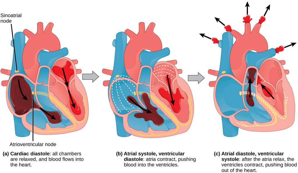 ventricles to contract. The ventricles contract together forcing blood into the aorta and the pulmonary arteries.