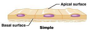 layers Simple one layer of cells