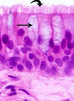 Goblet cells produce mucus Cilia