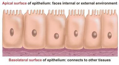Apical domain It is the part of the cell that faces the lumen or external environment (the free surface of the cell).
