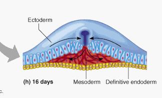Epithelium lining skin, mouth, nose and anus: ectoderm Epithelium lining respiratory system,