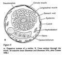 Male Structures: 1. Testis, gonopore, excretory structures. 2.