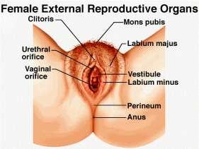 and the ovaries, which produce the female's egg cells Female External Reproductive Organs The external genital organs include the mons pubis, labia majora, labia minora,