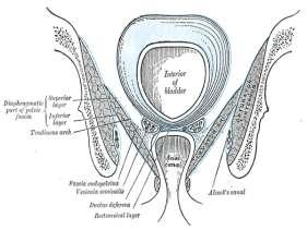 Pelvic fascia The fascial sheaths of the Obturator internus muscle (Fascia of the Obturator