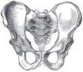 with the organs of the pelvis Bony Pelvic Bony Pelvic The bony pelvis serves three primary