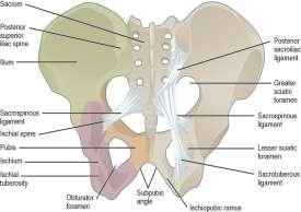 Anchorage of the pelvic support structures Bony Pelvic The pelvic skeleton is formed in the area