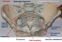 - lines the internal surface of the muscles of the pelvic floor and walls Visceral pelvic fascia -