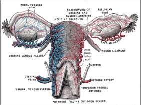 Nerves Female and Male reproductive system controlling by sympathy and parasympathetic nervous system The uterus is supplied by both efferent (motor) and afferent
