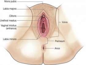 Female External Reproductive Organs The labia majora (literally, large lips) are relatively large, fleshy folds of tissue that enclose and protect the other external genital organs.