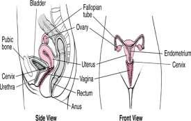 (oviducts), where a sperm can fertilize an egg Ovaries, which produce and release eggs At the beginning of the tract, just inside the opening of the vagina, is the hymen, a mucous membrane.