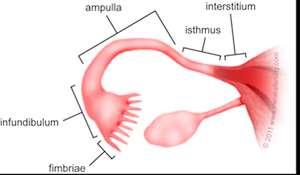 If the woman does not become pregnant during that cycle, most of the endometrium is shed