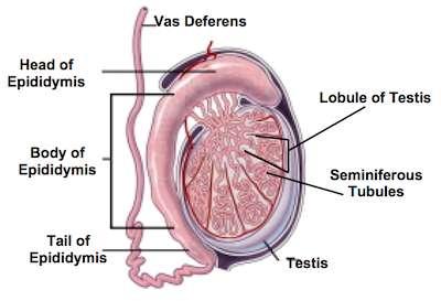 The internal organs of the male reproductive system Epididymis Vas deferens Ejaculatory ducts Urethra Seminal vesicles Prostate gland Bulb urethral glands Epididymis The epididymis is a long, coiled