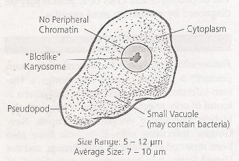 The cytoplasm is granular, vacuolated and usually contain bacteria, it has foggy appearance, so it contain one nucleus which have large irregular karyosome described as ( blot like ) or ( ink