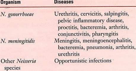 Neisseria Associated Diseases