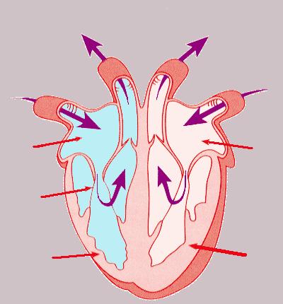 The Heart Artery to Lungs Artery to Head and Body Vein from Head and Body Vein