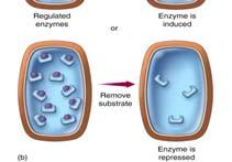 enzymes are present in constant amounts.