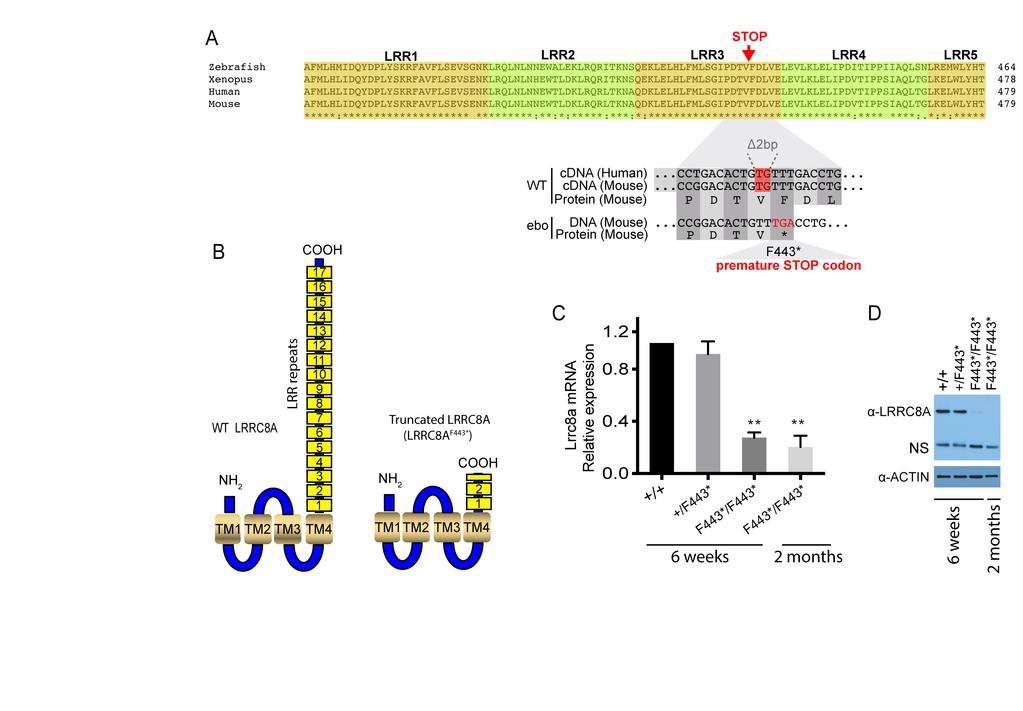 Supplementary Figure 1 Supplementary Figure 1. The 2-bp (TG) deletion mutation (Lrrc8a, c.1325deltg, p.f443*) in exon 3 of Lrrc8a gene in the ebo mice.
