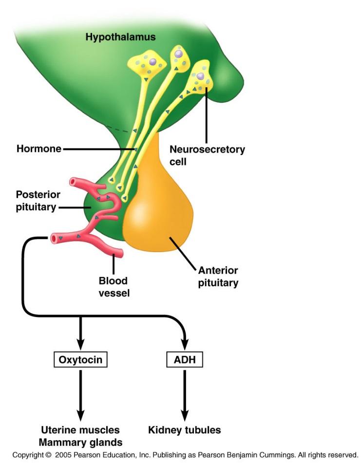 1. Posterior lobe of the pituitary gland a. Not really an endocrine gland because it produce the hormones it releases. The hormones are made by the cell bodies of neurons found in the.