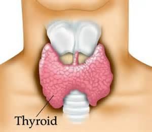 IV. Thyroid gland A. Description: the thyroid gland is located just below the thyroid cartilage (Adam s apple) of the larynx (voice box) and in front of the trachea (windpipe).