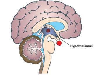 Anatomical Where is the Location: hypothalamus?
