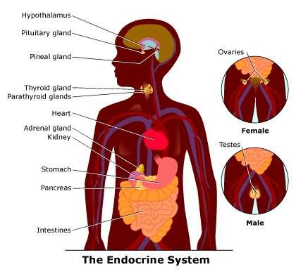 Endocrine system Controls many body functions exerts control by releasing special chemical