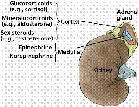Adrenal Gland Adrenal gland located atop kidney
