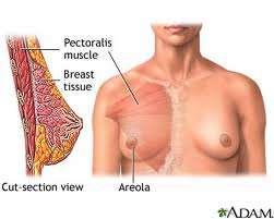 Breasts غدد