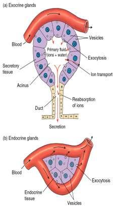 Endocrine System A.