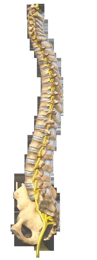 The main joint between two vertebrae is called an intervertebral disc.