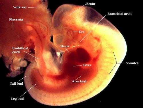 Fetal development at 5