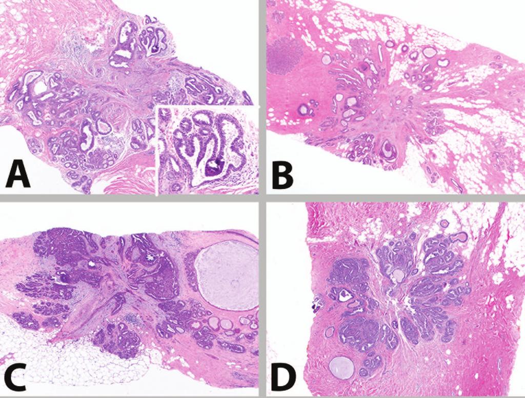 Figure 1. Photomicrographs of selected study cases.