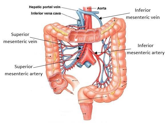 Blood Supply of cecum Arteries Anterior and posterior cecal arteries a branch of Superior mesenteric artery Venous drainage: The veins correspond to the arteries (anterior and posterior cecal veins)